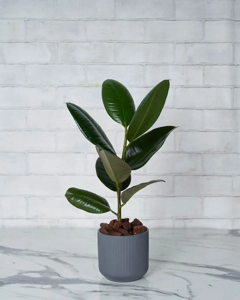 Fabulous Ficus