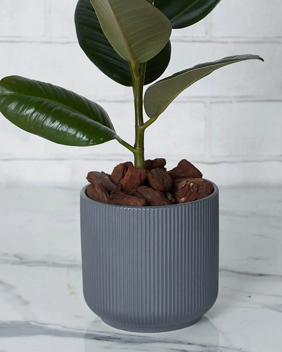 Fabulous Ficus2