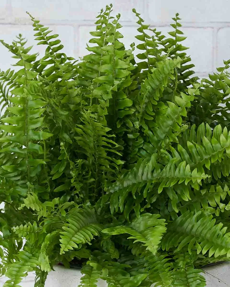 Fern Baby Details2