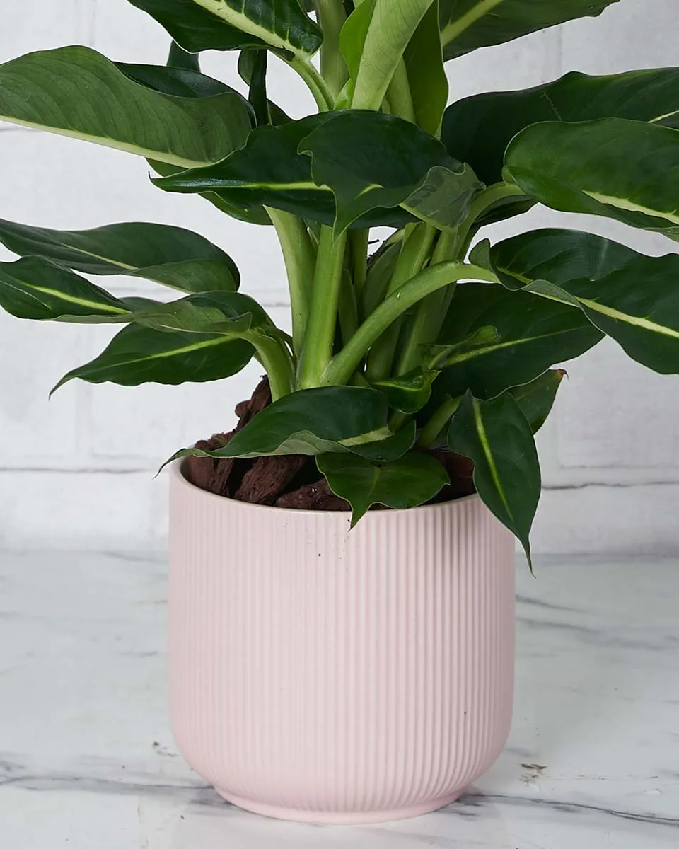 Green Beauty Details