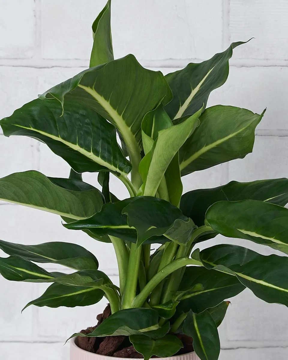 Green Beauty Details2