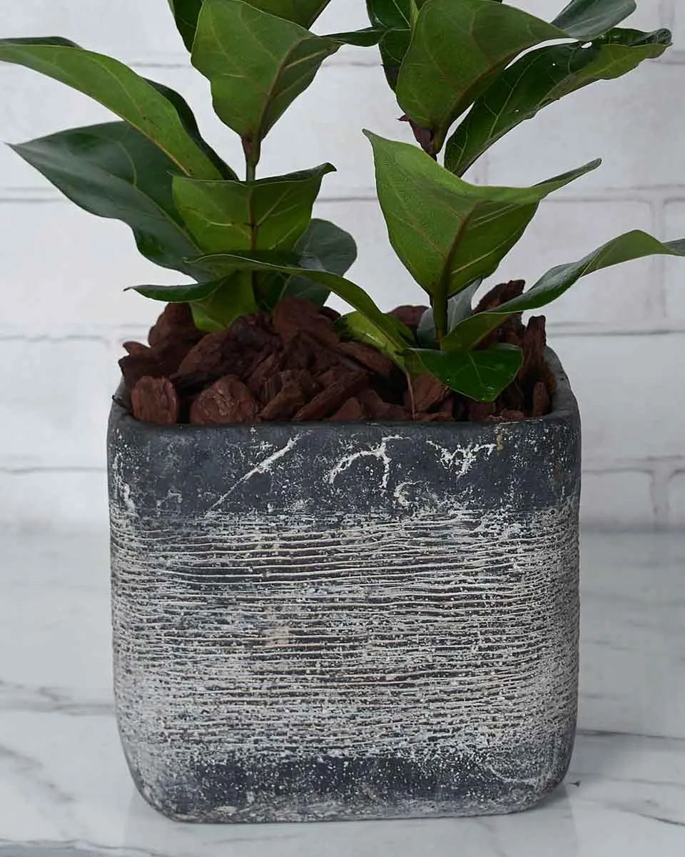 Green Buddies  1 Details