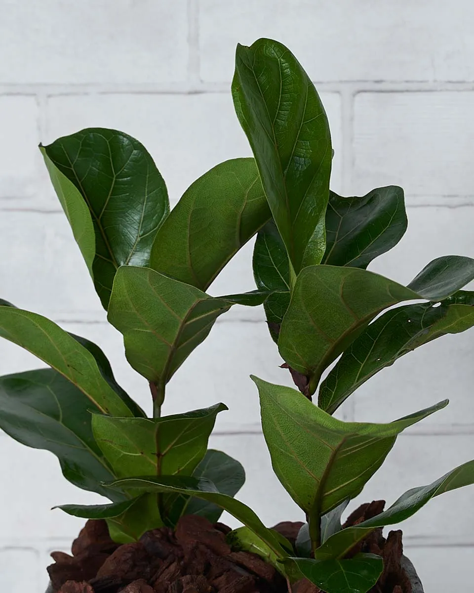 Green Buddies  1 Details2