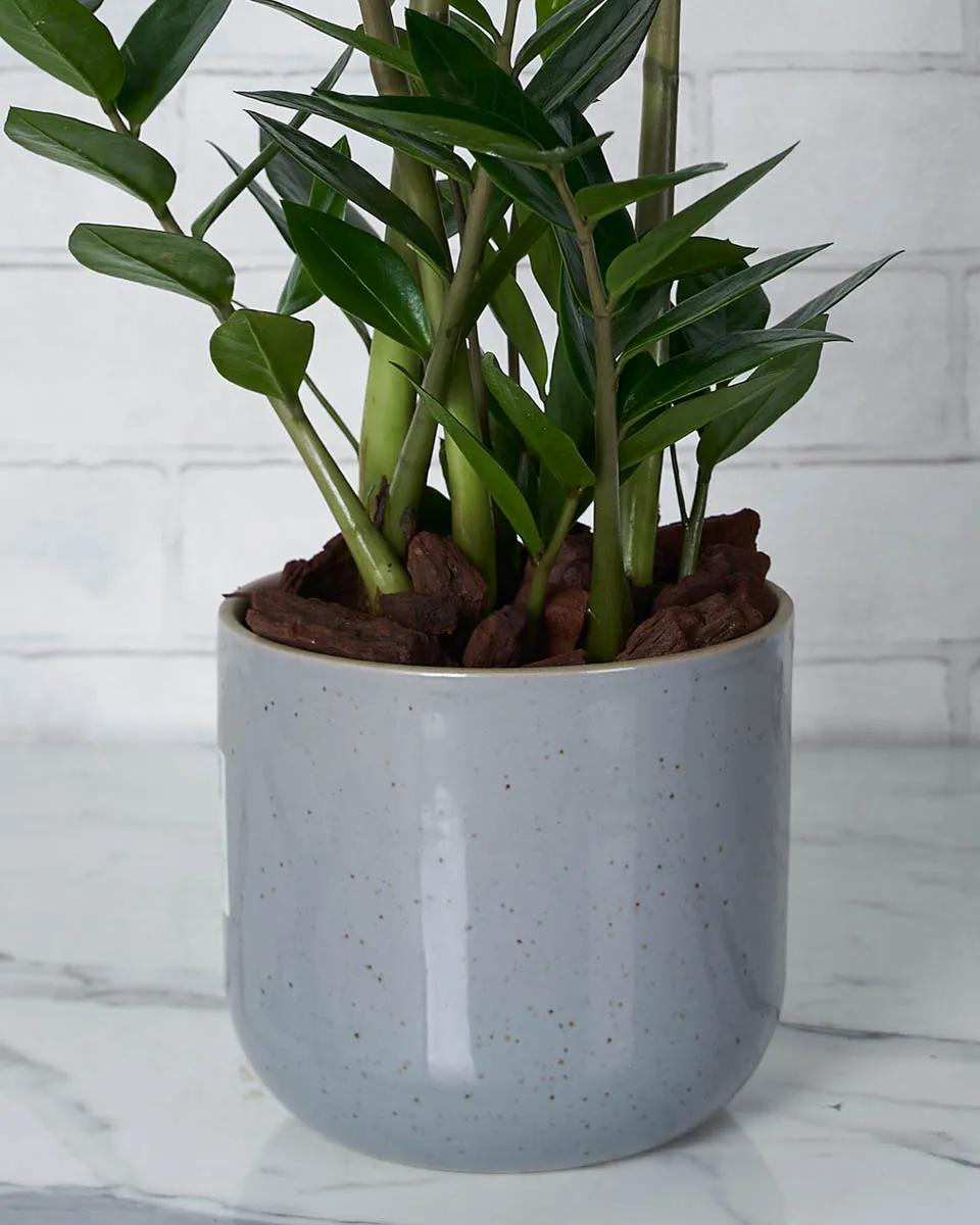 Green In Between Details