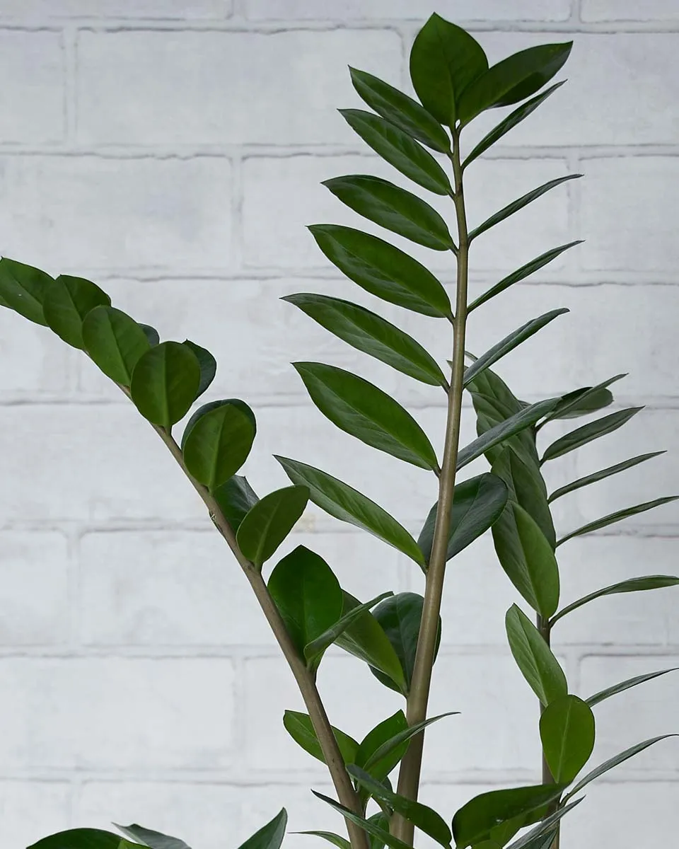 Green In Between Details2