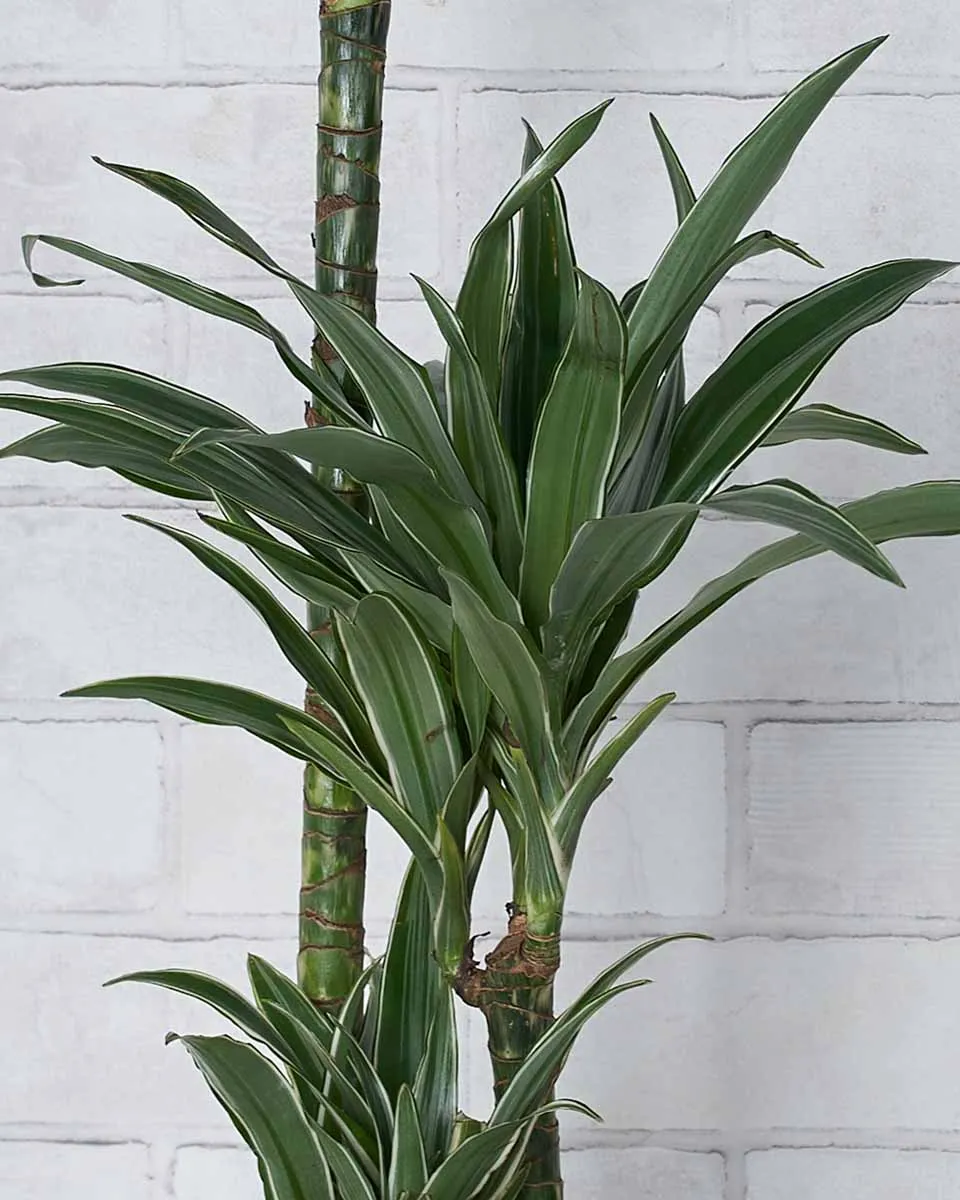 Green Inspiration Details2