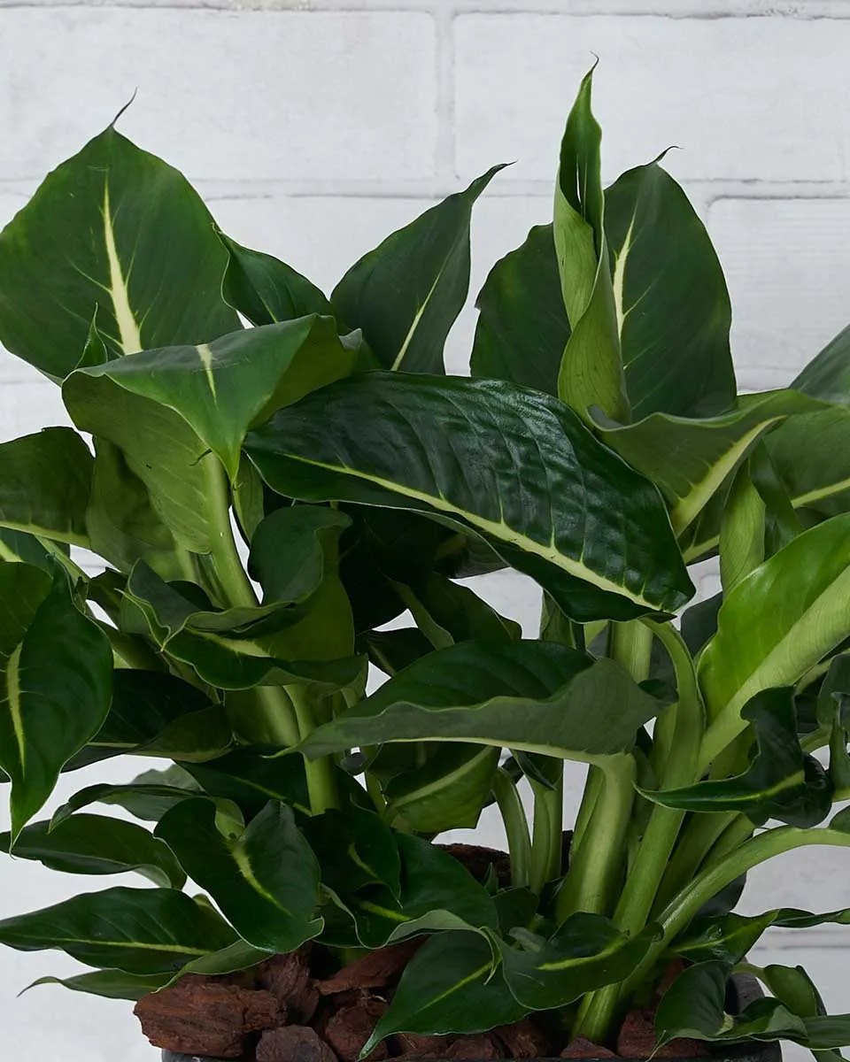 Green Magic Details2