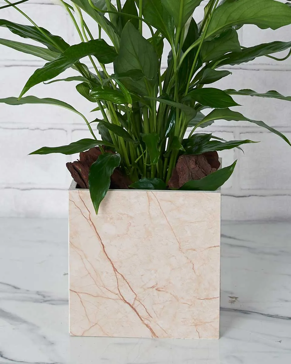 Green Whispers Details