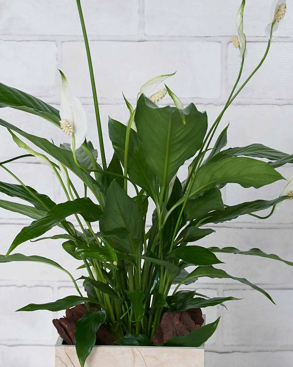 Green Whispers Details2