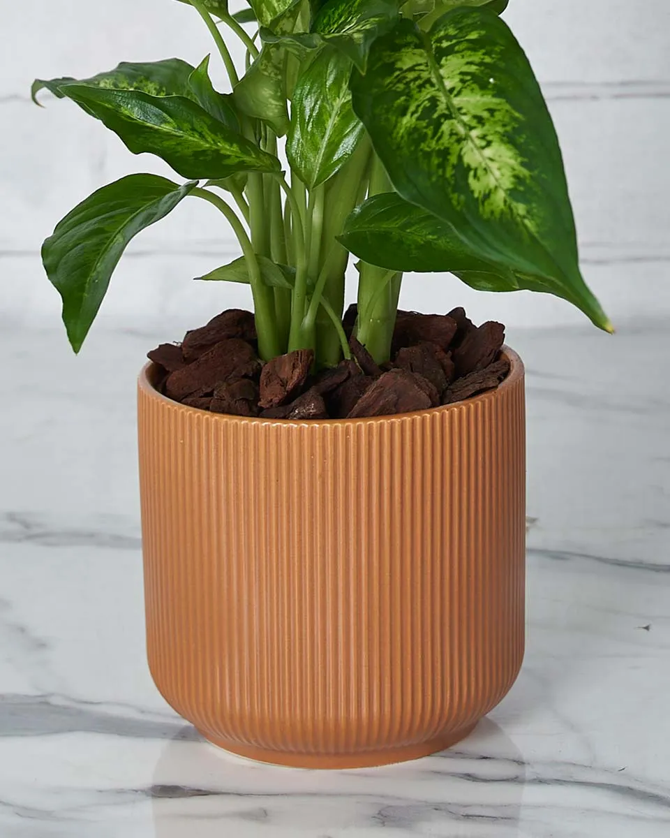 Leaf and Love Details