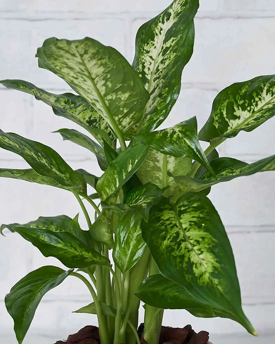 Leaf and Love Details2