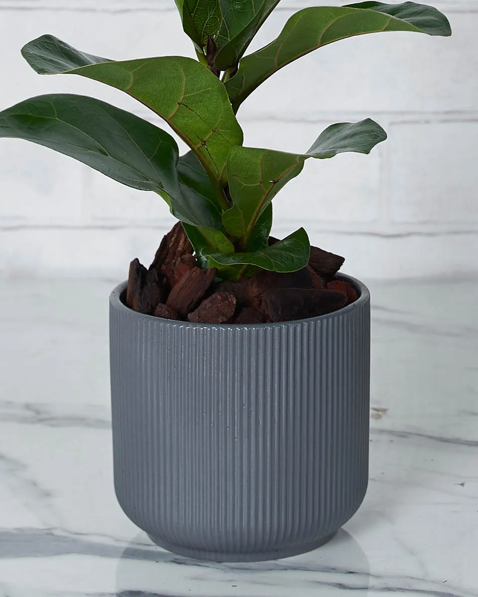 Little Green Details