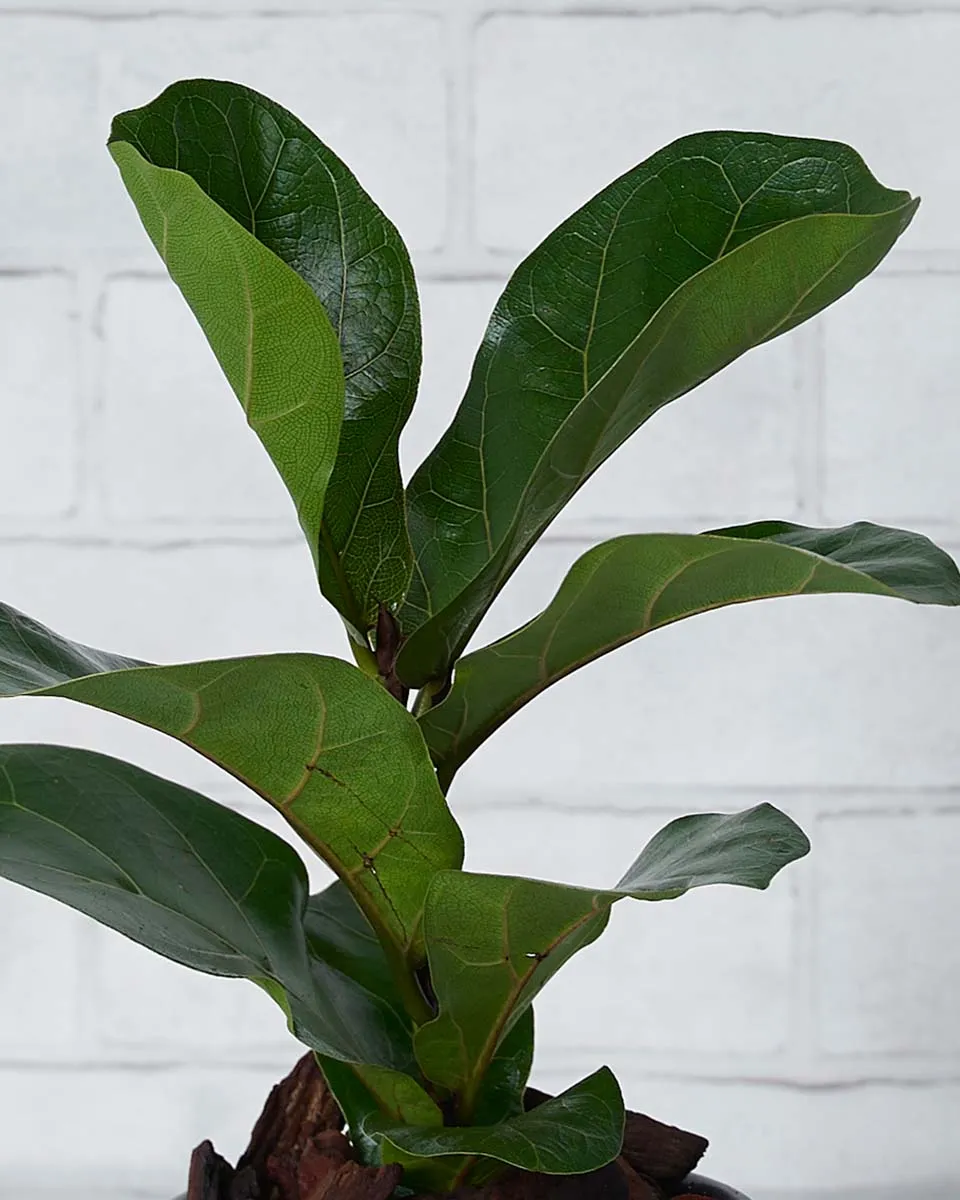 Little Green Details2