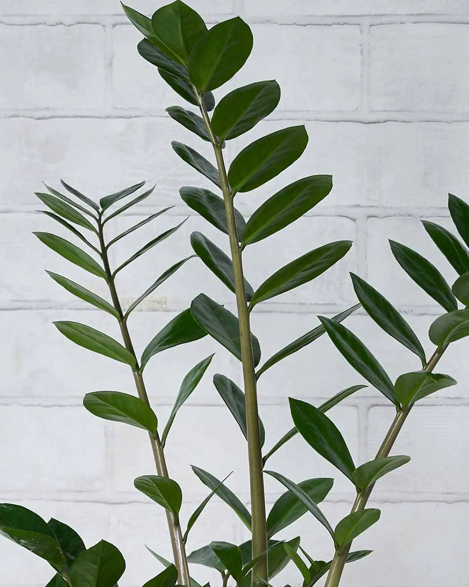 Long Lasting Green Details2