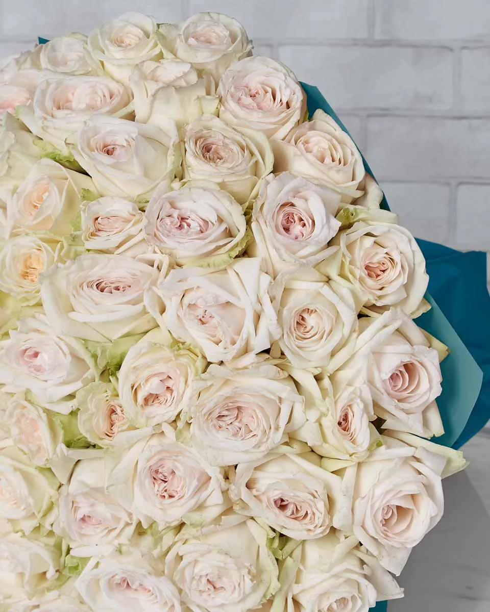 Mega White Ohara  Blue Details