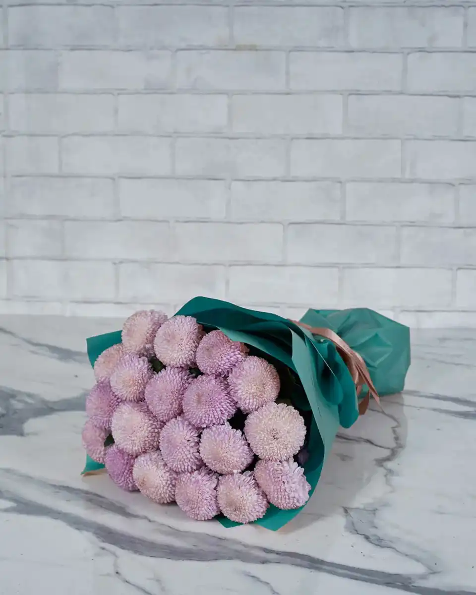 Miss Chrysanthemum Pingpong Pink  Blue 1