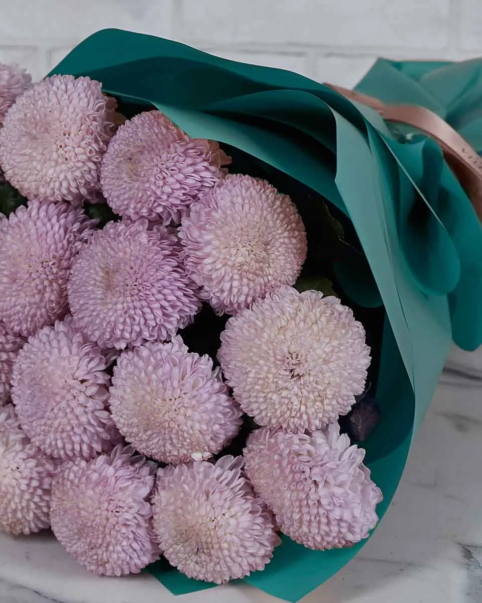 Miss Chrysanthemum Pingpong Pink  Blue Details