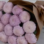 Miss Chrysanthemum Pingpong Pink  Brown Details