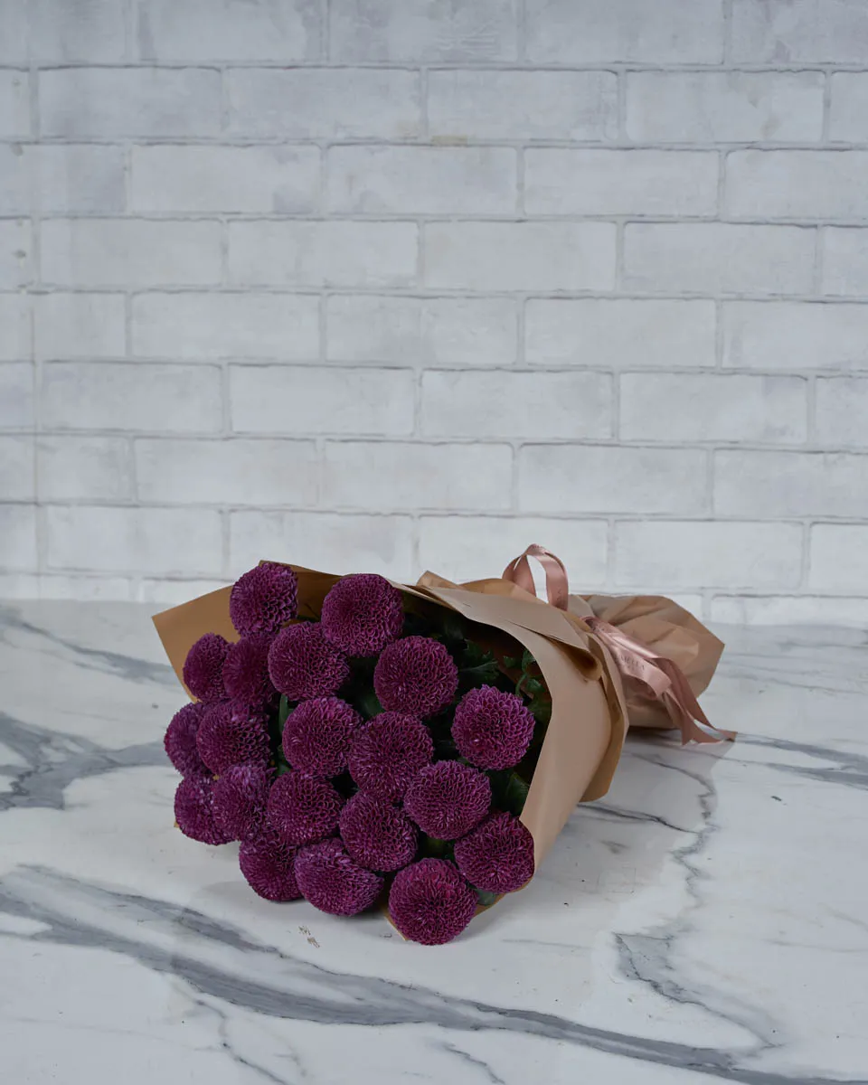 Miss Chrysanthemum Pingpong Purple  Brown