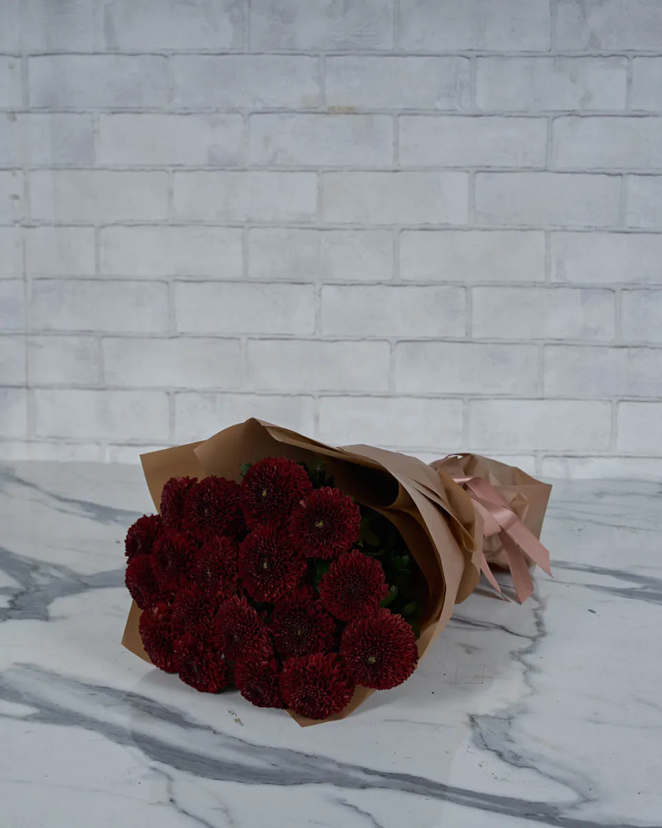 Miss Chrysanthemum Pingpong Red  Brown
