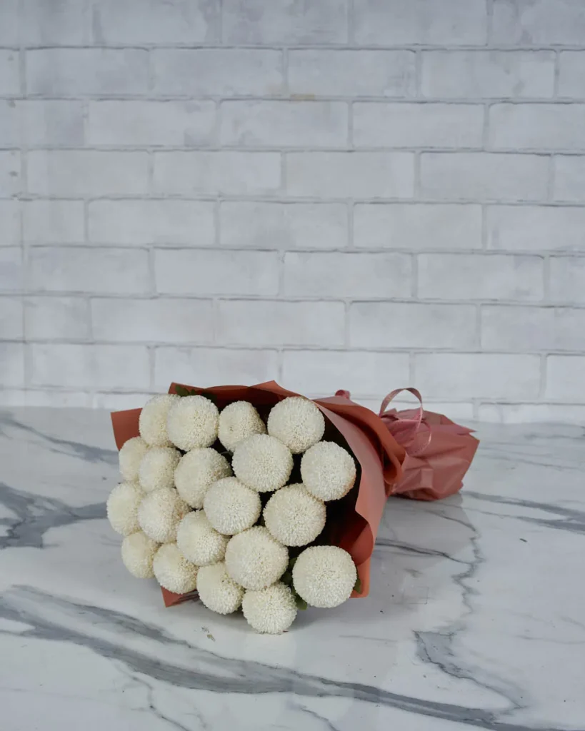 Miss Chrysanthemum Pingpong White  Pink