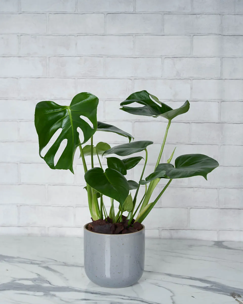 Monstera Glow