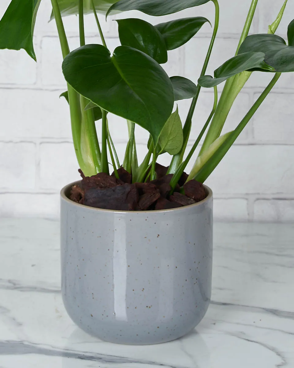 Monstera Glow Details