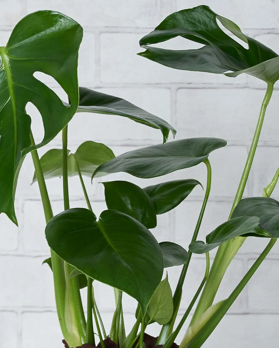 Monstera Glow Details2