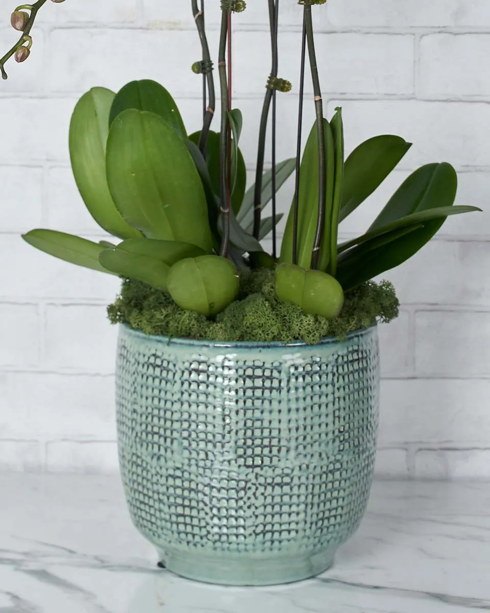 Orchids In Love Details