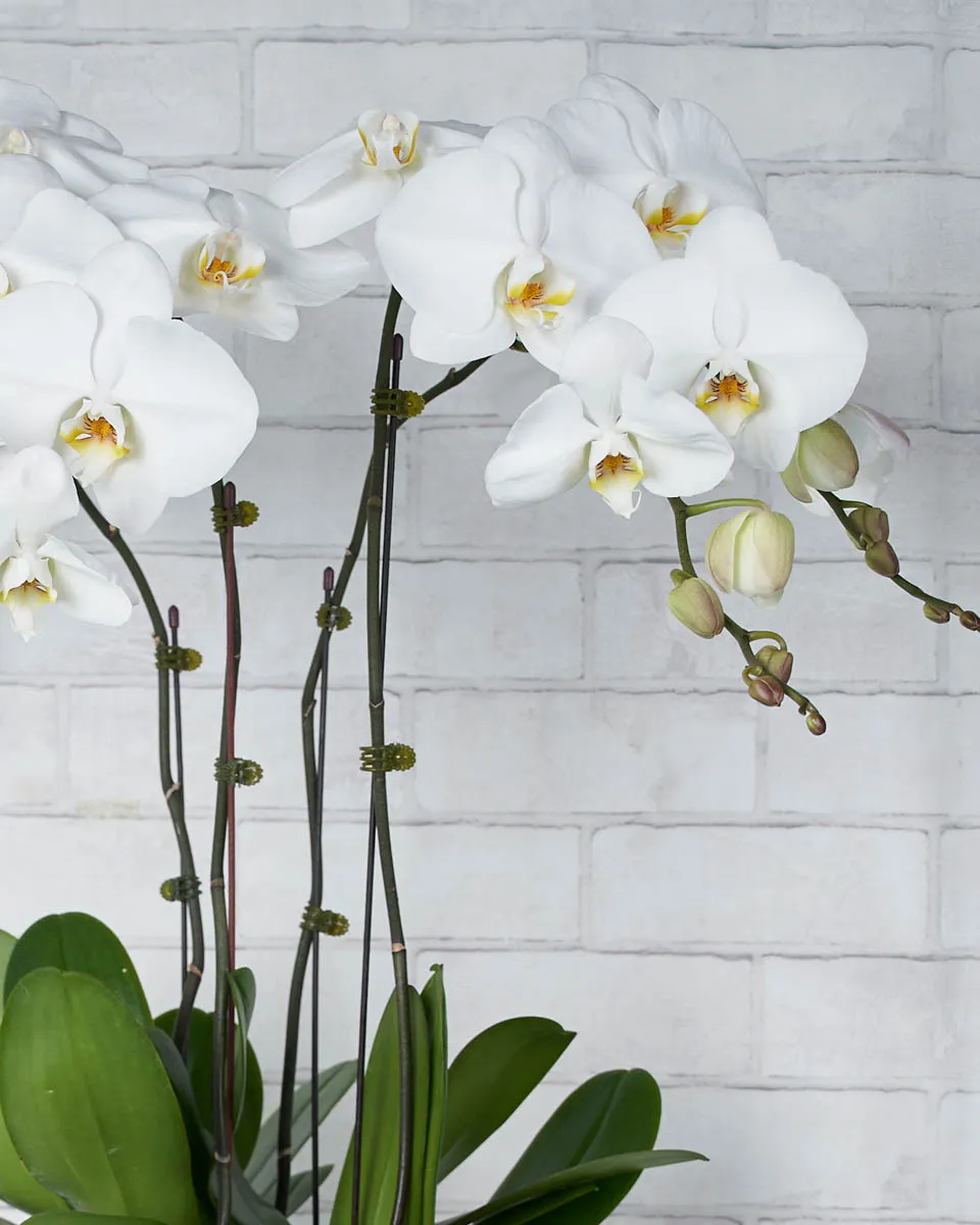 Orchids In Love Details2