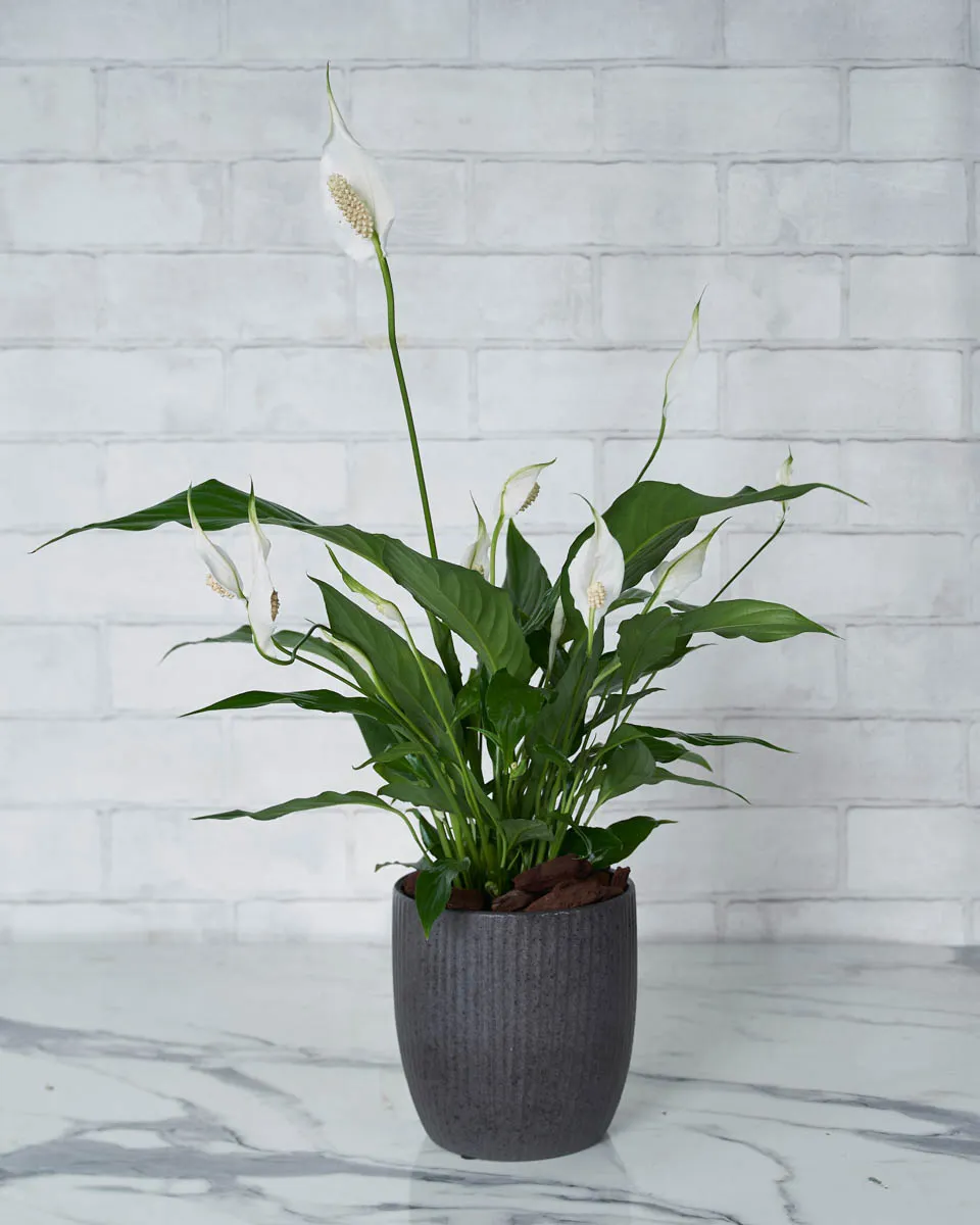 Peace Lily