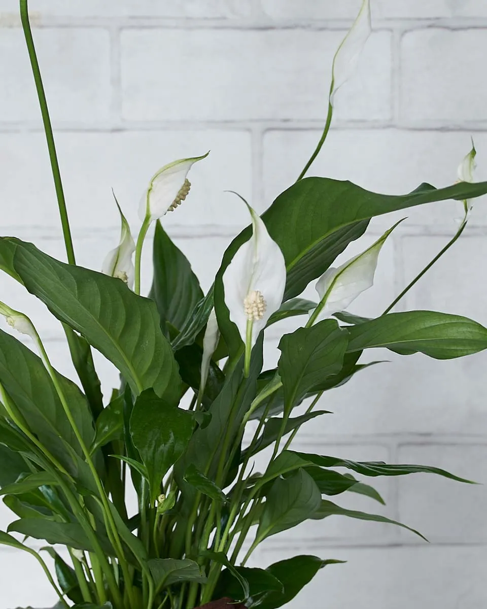 Peace Lily Details2