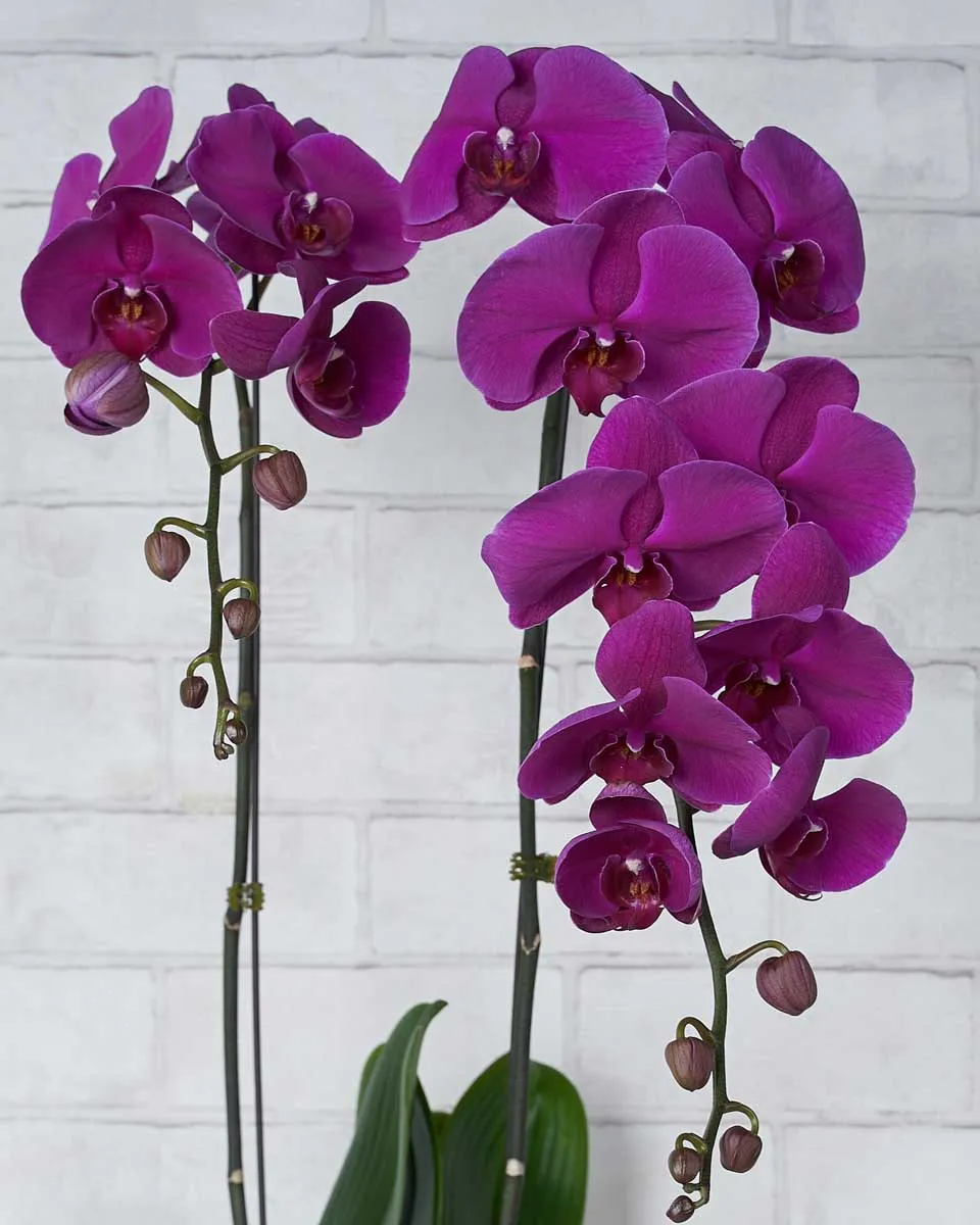 Phalaenopsis Duo Purple  Details