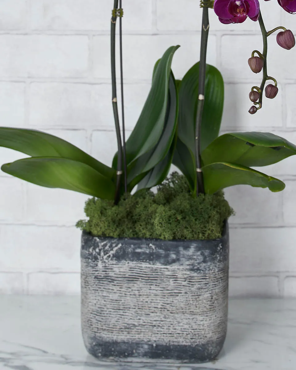 Phalaenopsis Duo Purple  Details2