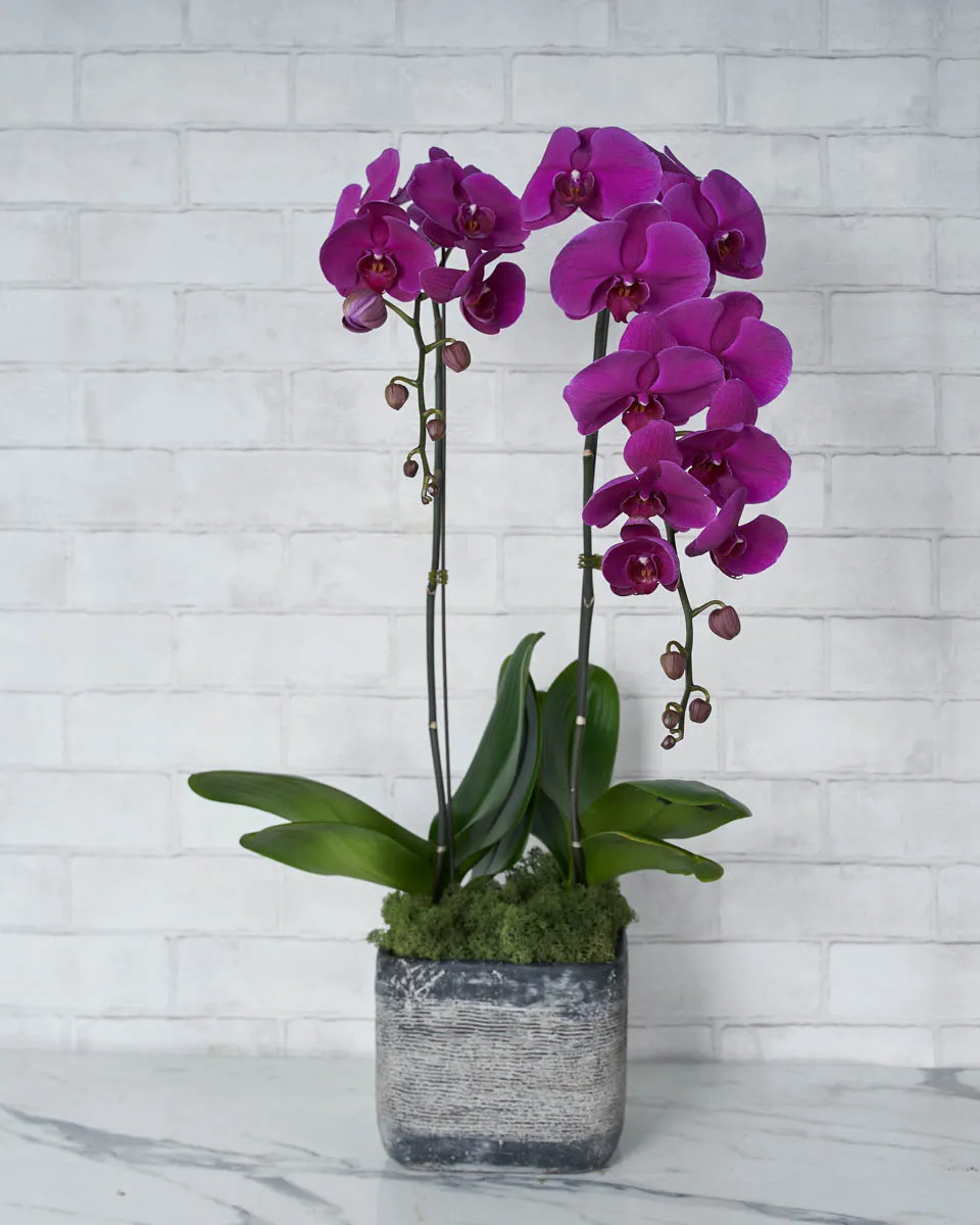 Phalaenopsis Duo Purple