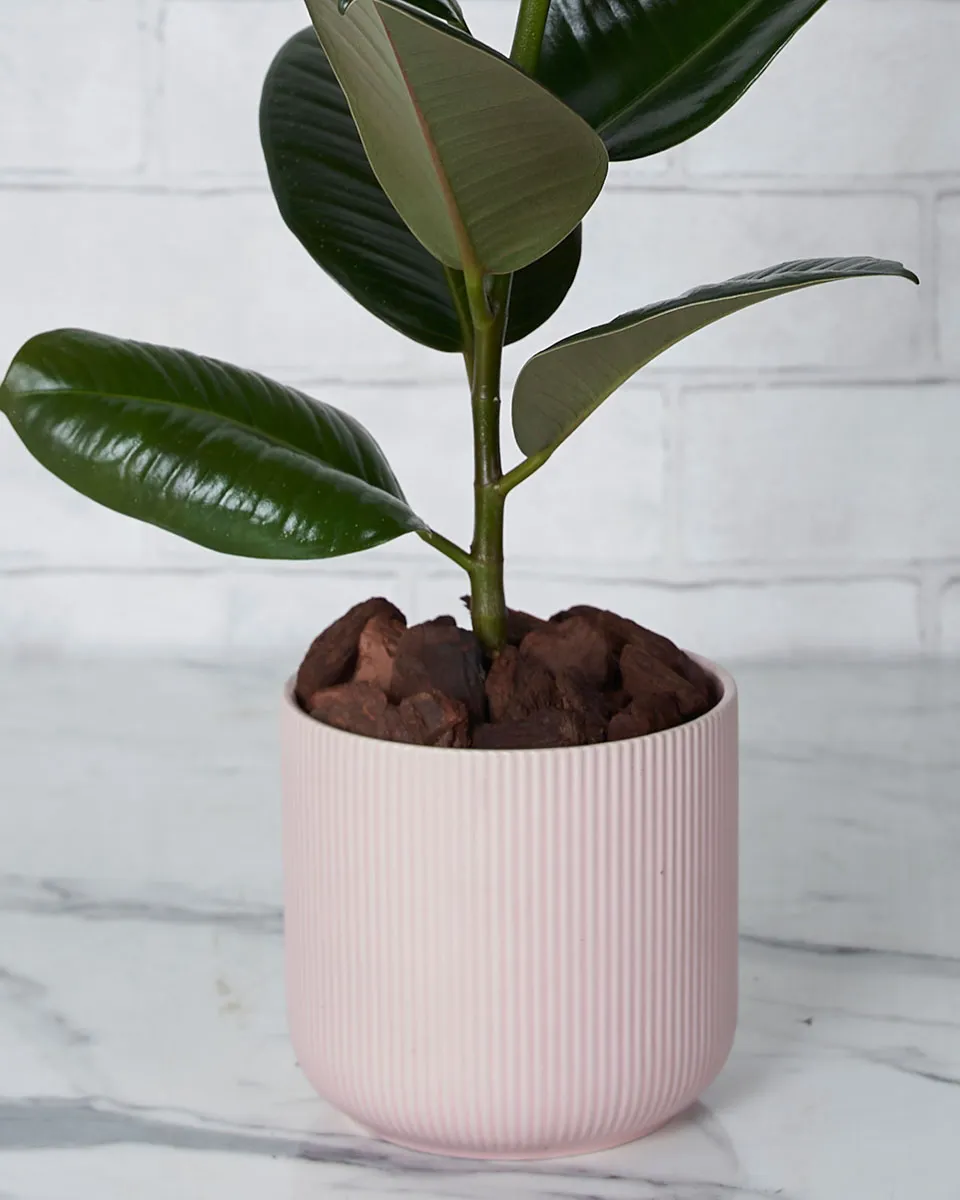 Plant Charmer Details