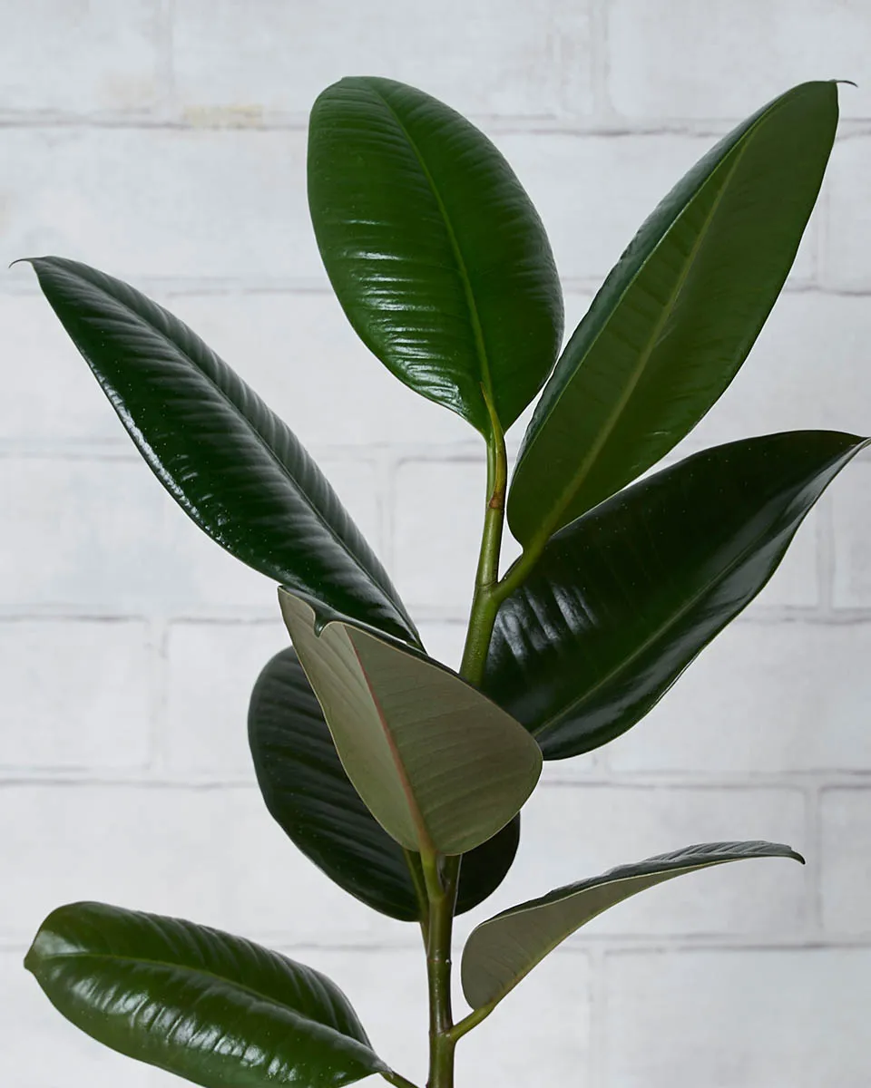 Plant Charmer Details2