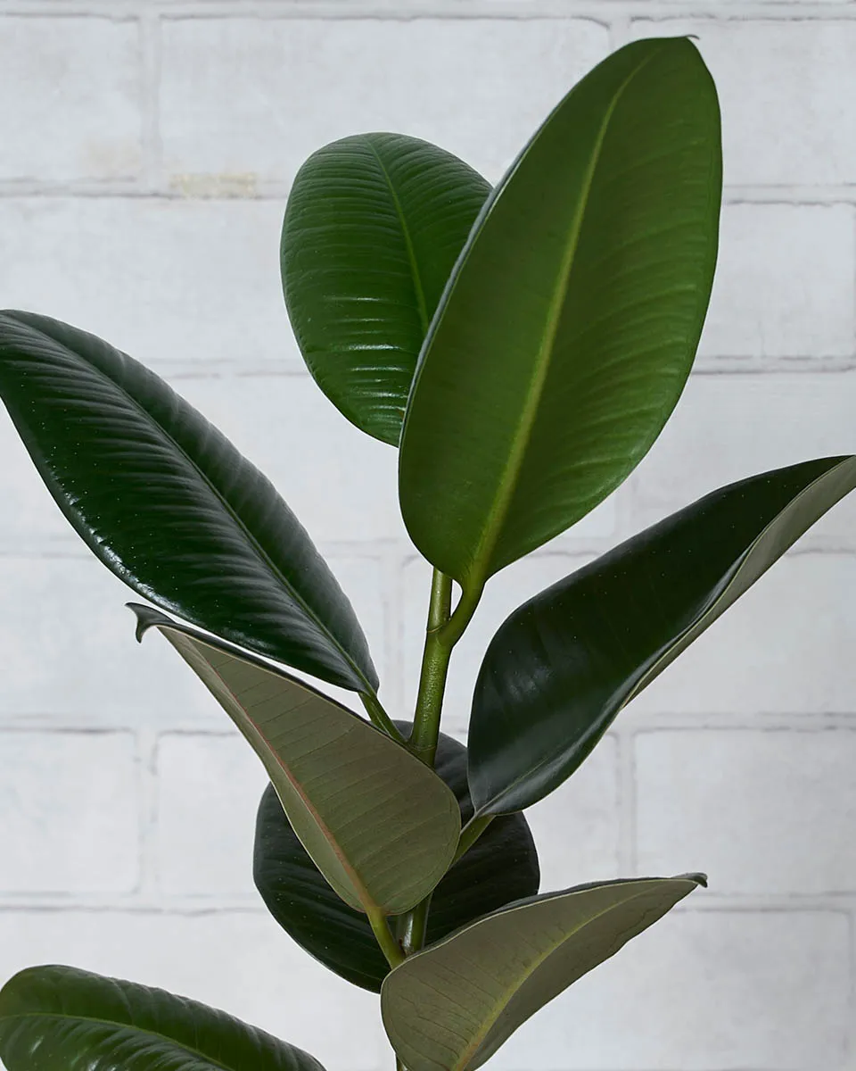 Plant Me Happy Details2