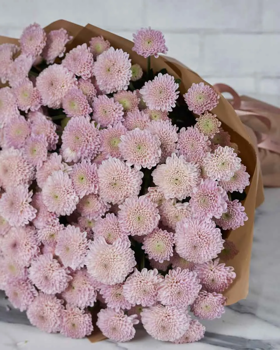 Pretty Mini Santini Pink  Brown Details