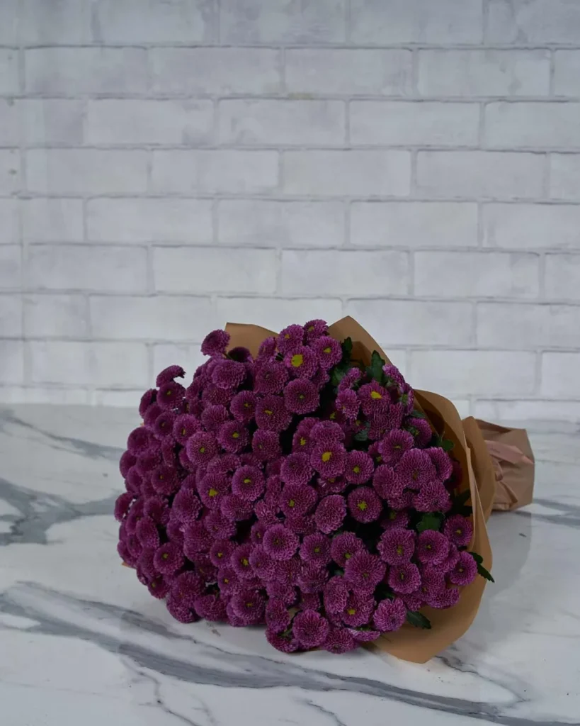 Pretty Mini Santini Purple  Brown