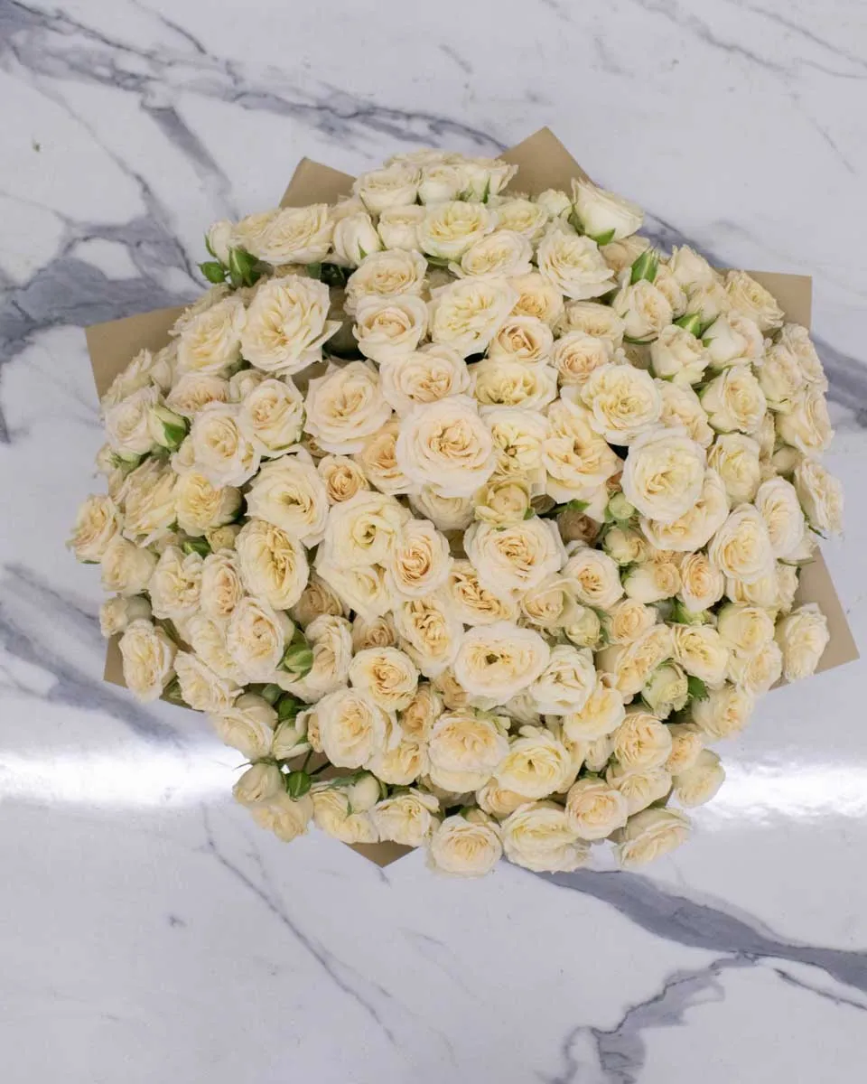 Salinero Blooms  48 Top