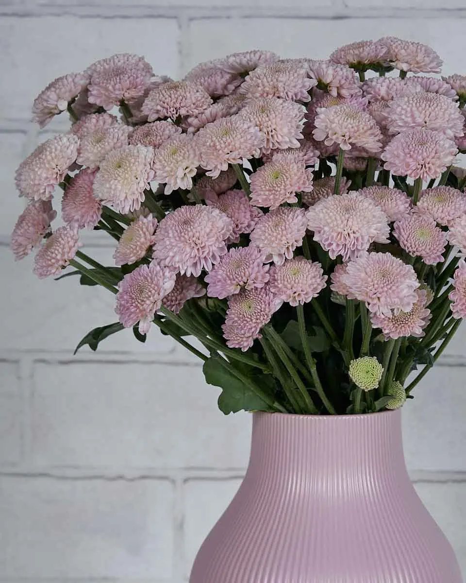 Santini Baby  Pink Details