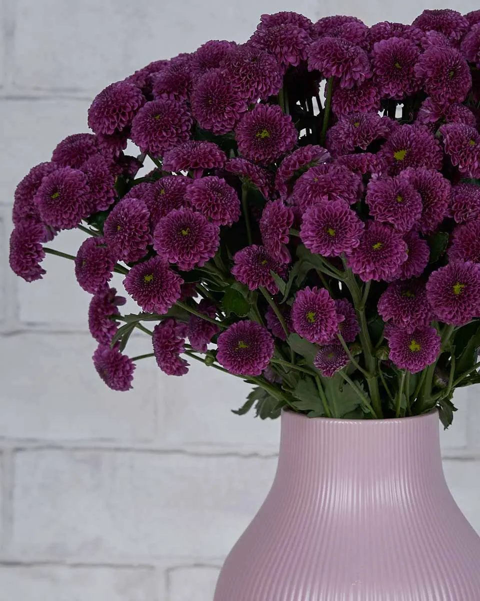 Santini Baby  Purple Details