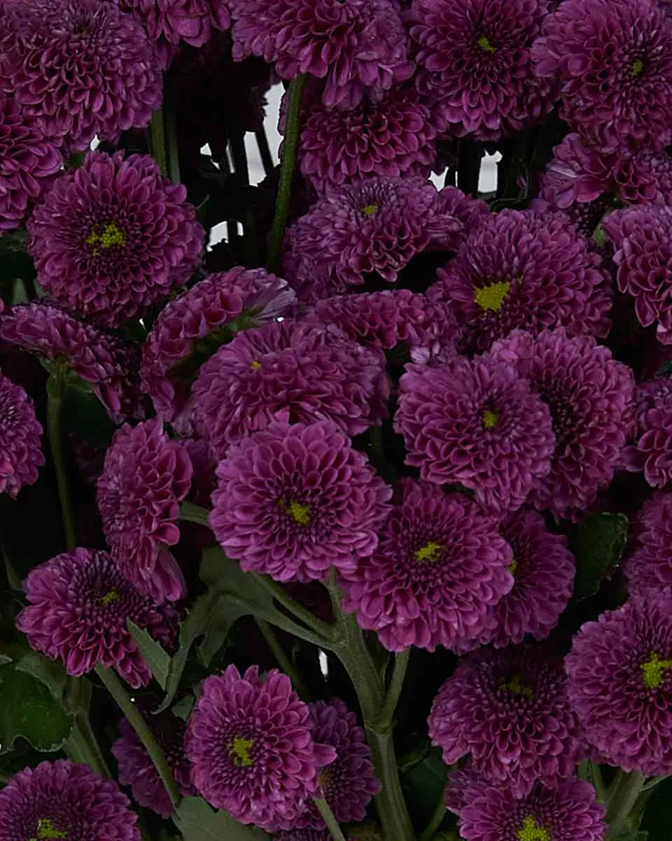 Santini Baby  Purple Details2