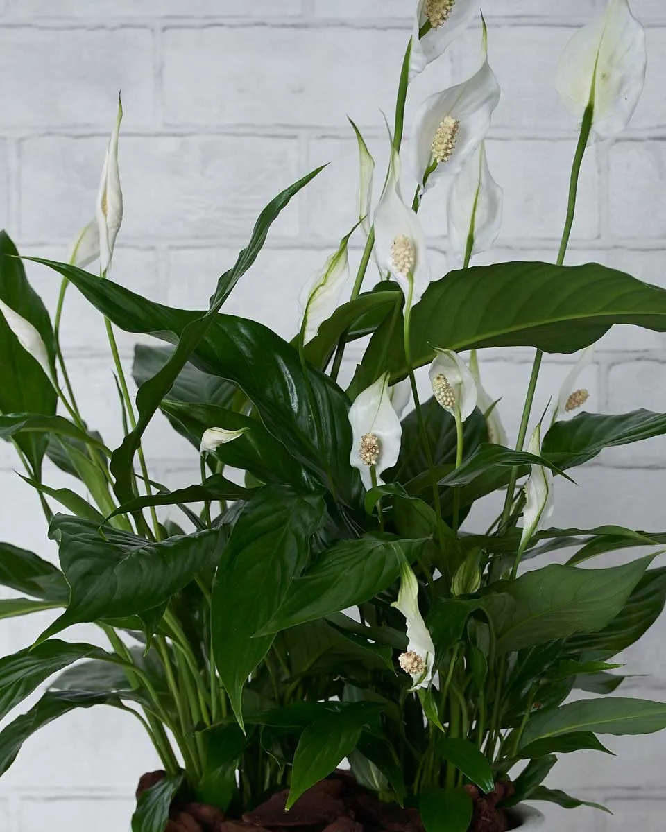 Sleepy Baby Details2