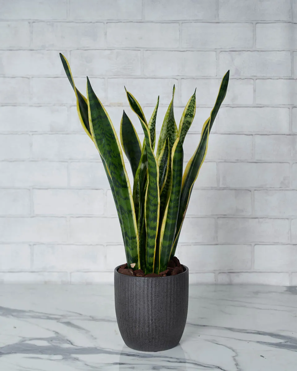 Snake Plant