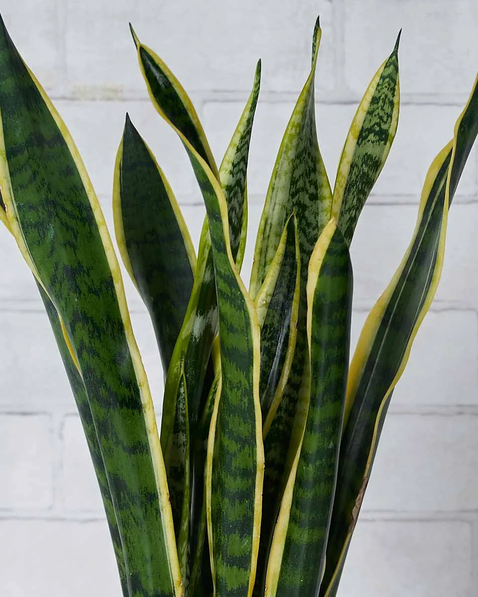 Snake Plant Details2
