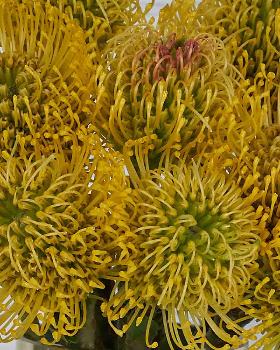 Sunshine Rays  Yellow Details2