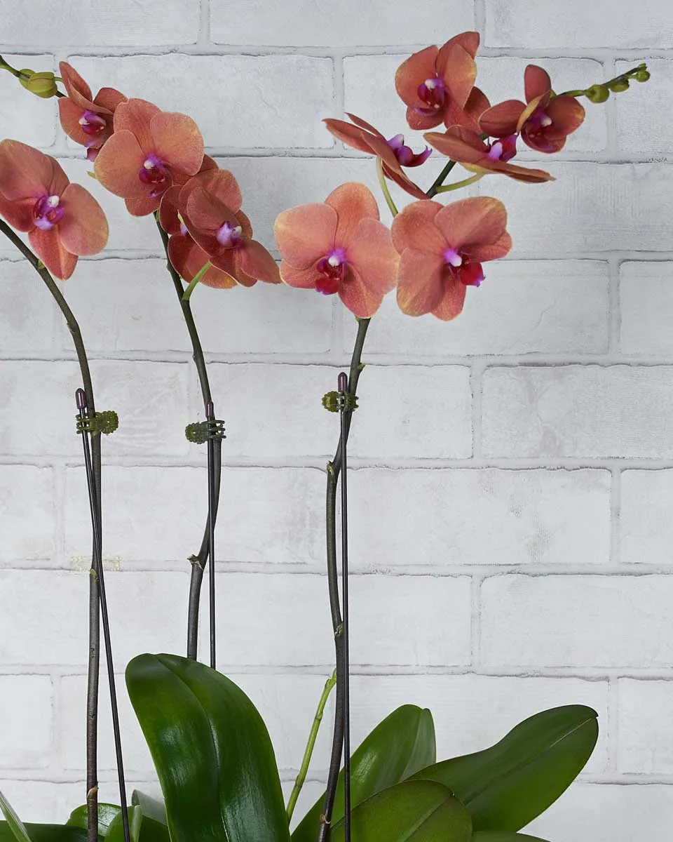 Tangerine Crush Details