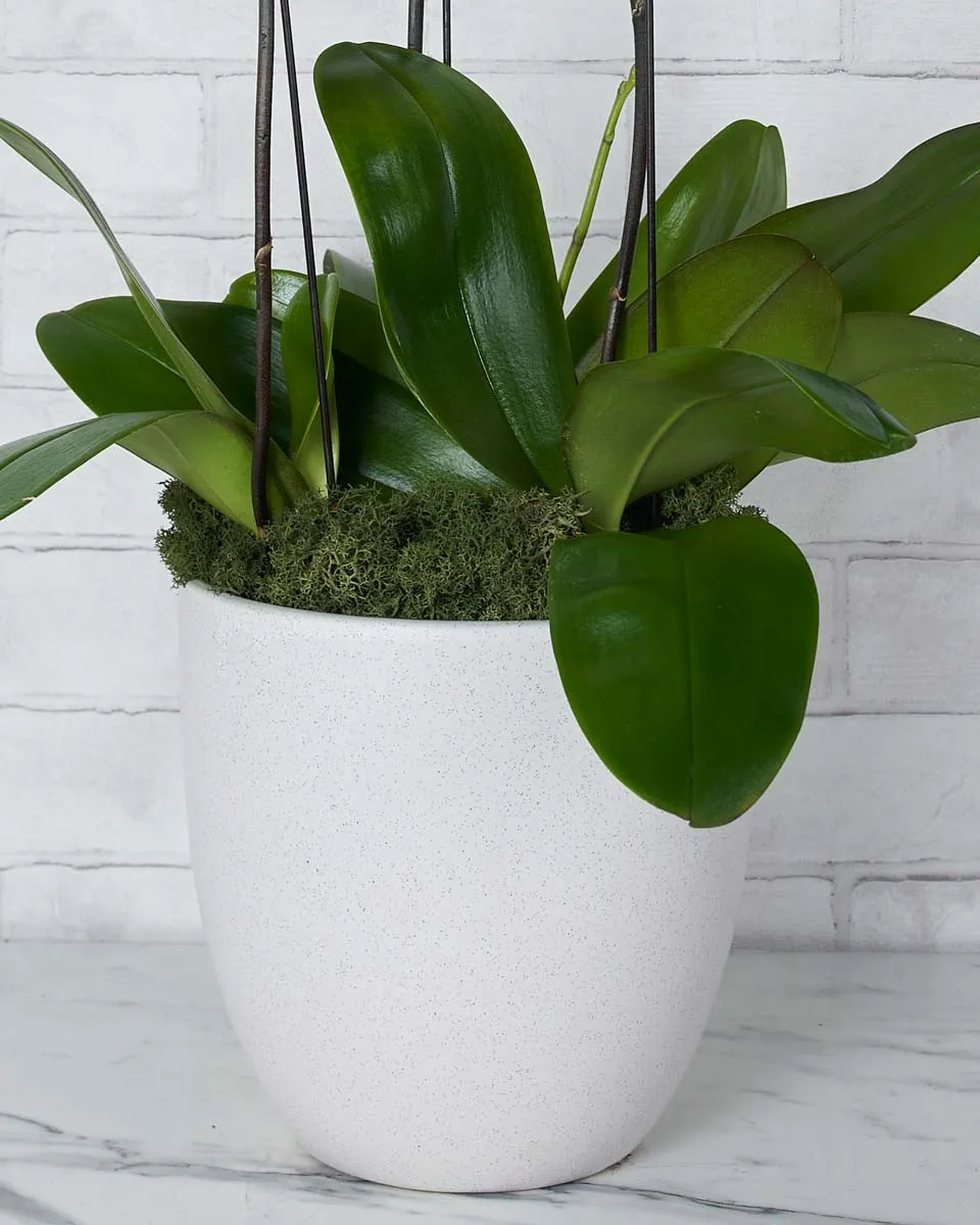 Tangerine Crush Details2